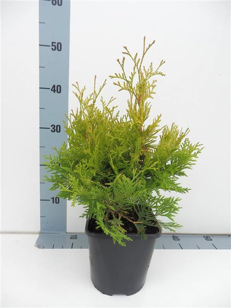 Thuja occ. 'Yellow Ribbon'