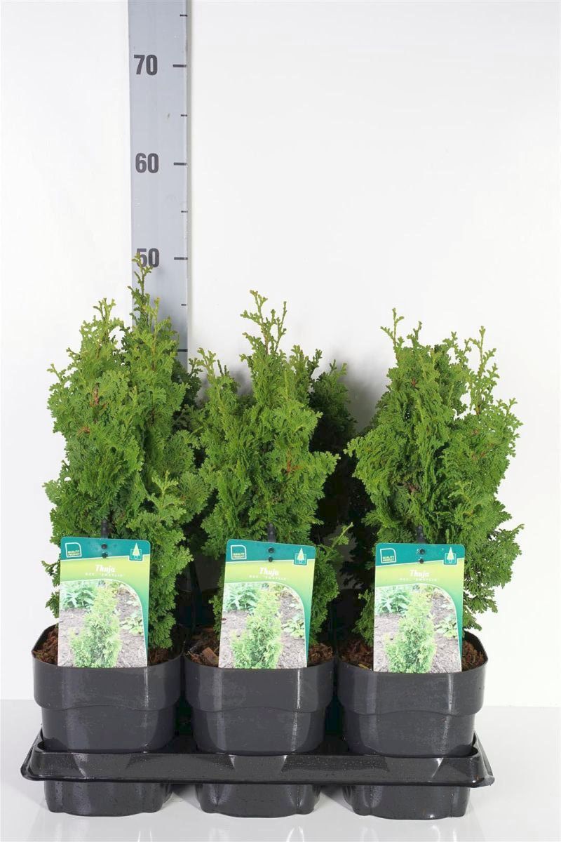 Thuja occ. &