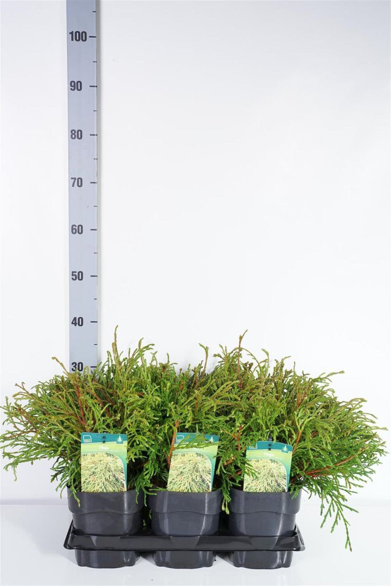 Thuja pl. &