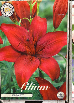 Lilium Red County UUSI 2 kpl