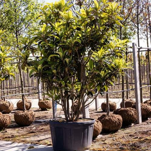 Japansk mispel - Eriobotrya japonica 200-250 MS CONT