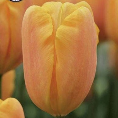 Tulpan Bellville 10-pack (NYHET)