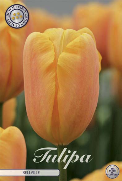 Tulpan Bellville () – hel förpackningsbild med blomman, 10-pack. Från Svedberga Plantskola