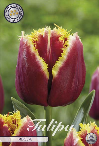 Tulpan Fringed Mercure () – hel förpackningsbild med blomman, 7-pack. Från Svedberga Plantskola
