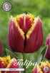 Tulpan Fringed Mercure () – hel förpackningsbild med blomman, 7-pack. Från Svedberga Plantskola
