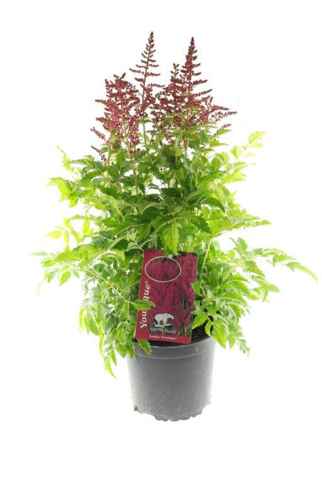 Astilbe 'Younique Cerise'