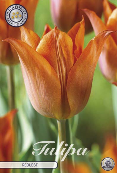 Tulpan Triumph Request () – hel förpackningsbild med blomman, 10-pack. Från Svedberga Plantskola