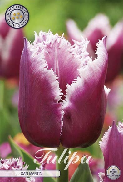 Tulpan Fringed San Martin () – hel förpackningsbild med blomman, 7-pack. Från Svedberga Plantskola