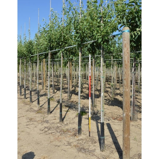 Päron - Pyrus communis 'Conference' 12-14 HS,