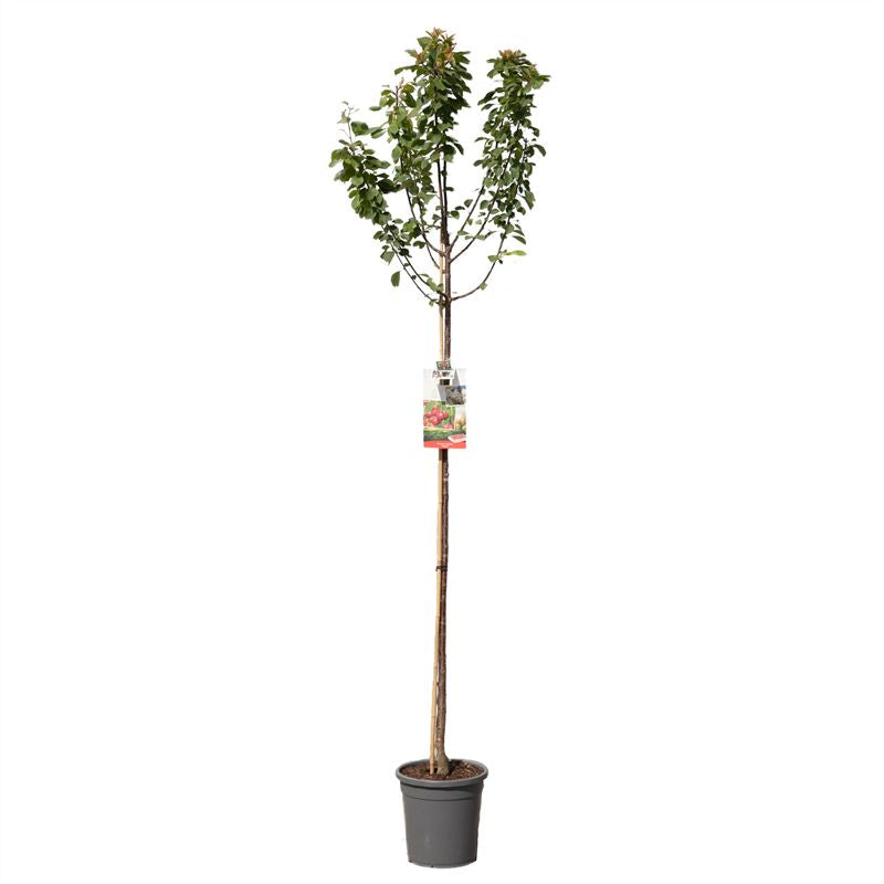 Prunus cerasus Morel – Högstam, C10 (10 liters kruka)