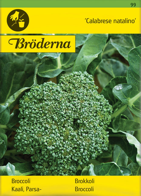 Broccoli. Calabrese natalino