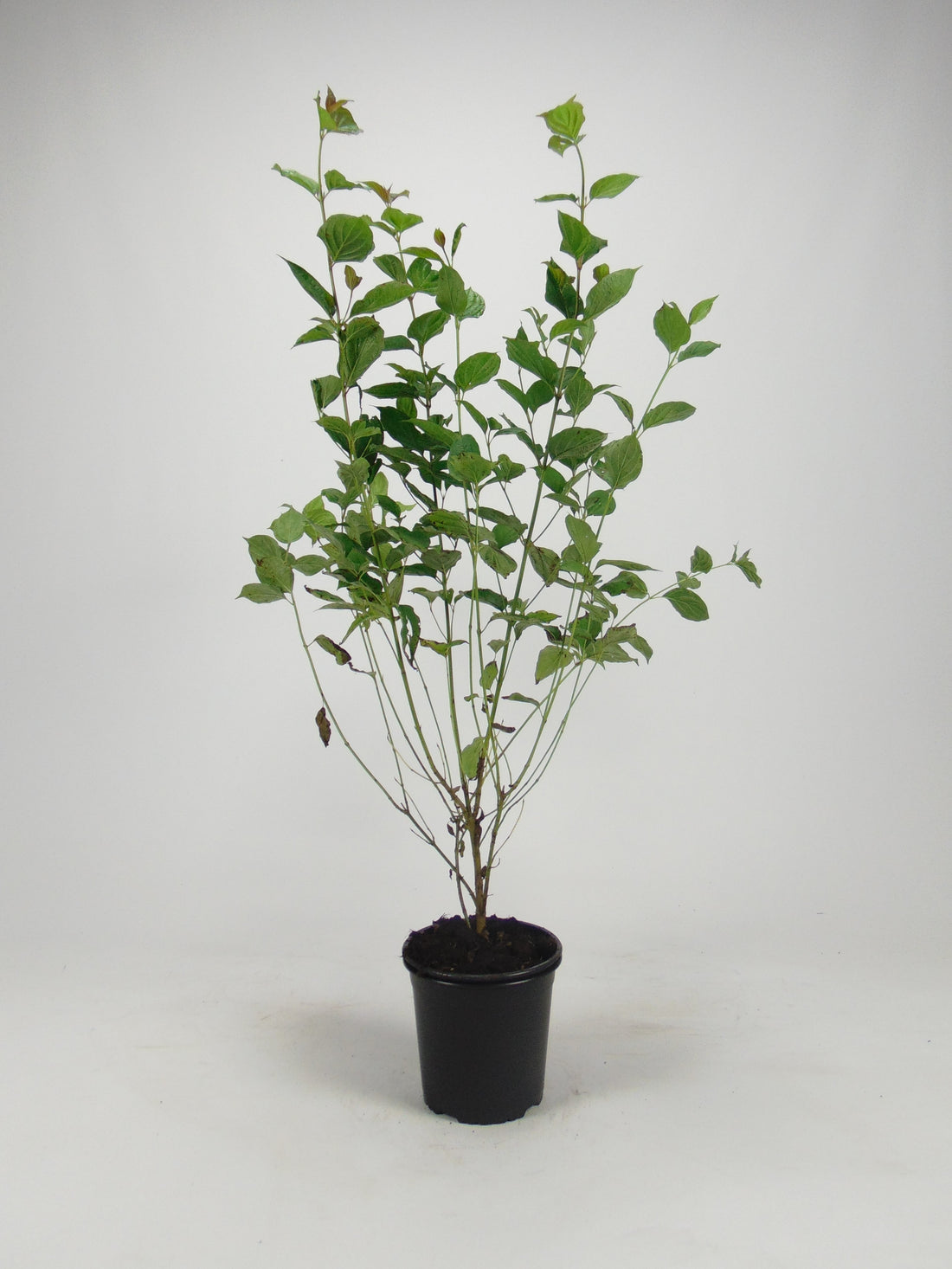 Kornell -  C7.5 80-100