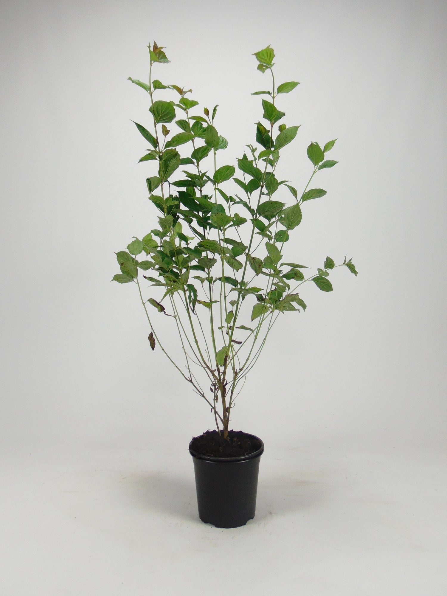 Kornell ; 80-100 cm 7,5 L kruka