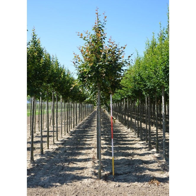 Avenbok - Carpinus betulus 'Purpurea'  - Stammens omkrets 14-16 cm, höjd 3,5-4 meter,   HS,