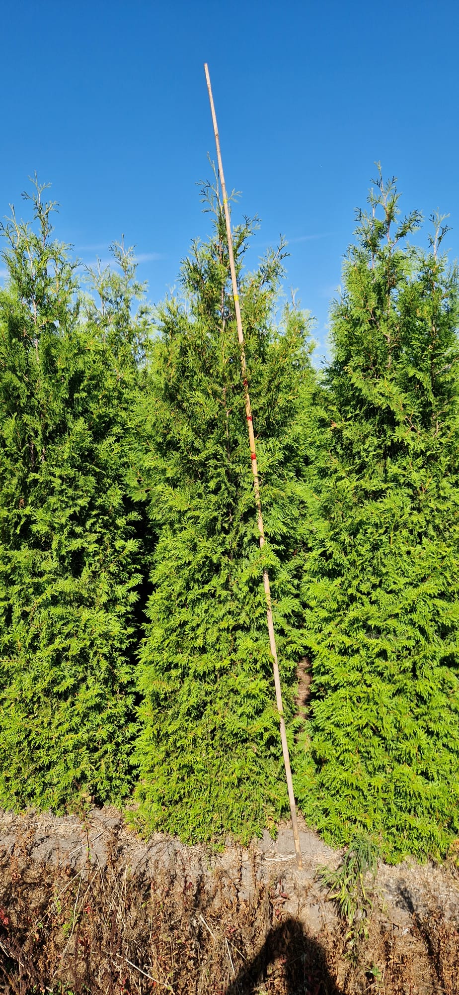 Thuja Brabant ; 275-300 cm rotklump