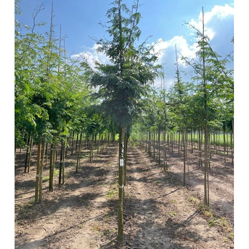 Korstörne - Gleditsia triacanthos 'Inermis'  - Stammens omkrets 14-16 cm, höjd 3,5-4 meter,   HS,