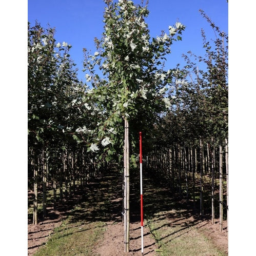 Freemanlönn - Acer freemanii AUTUMN BLAZE  - Stammens omkrets 14-16 cm, höjd 3,5-4 meter,    HS,