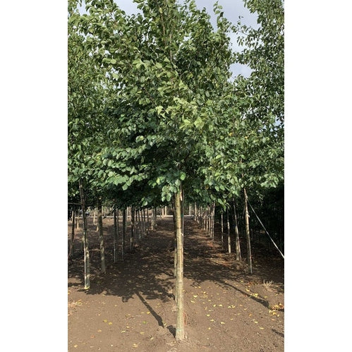 Italiensk al - Alnus cordata  - Stammens omkrets 20-25 cm, höjd 4-4,5 meter,   HS,