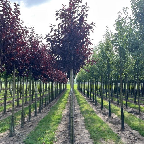 Virginiahägg - Prunus virginiana &