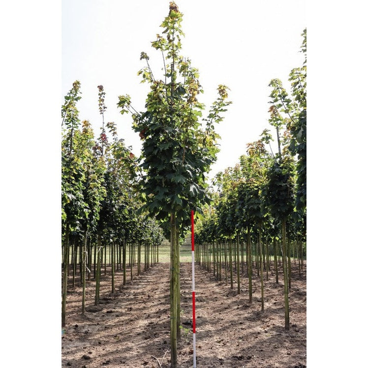 Pelarlönn - Acer platanoides 'Columnare'  - Stammens omkrets 14-16 cm, höjd 3,5-4 meter,   HS,