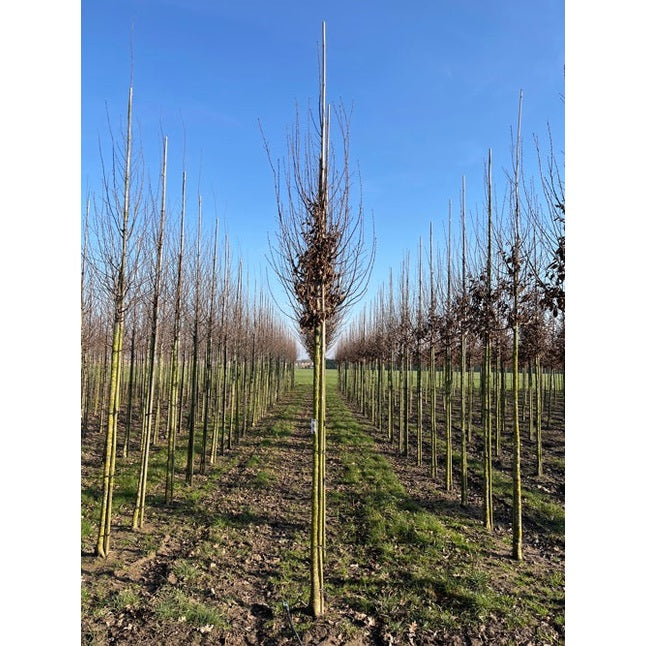 Pelarvenbok - Carpinus betulus &
