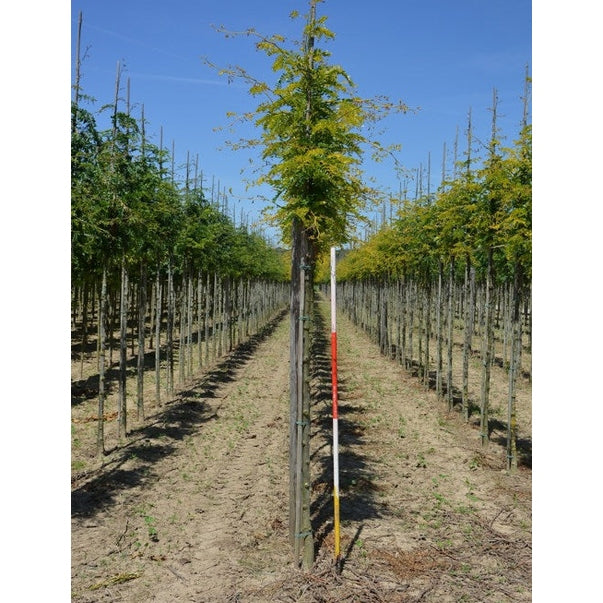 Korstörne - Gleditsia triacanthos 'Sunburst' 12-14  HS,