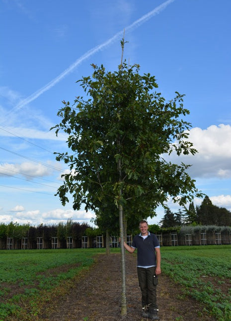 Quercus rubra 20-25HO