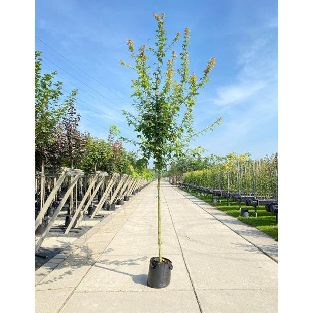 Naverlönn - Acer campestre 12-14   HS,