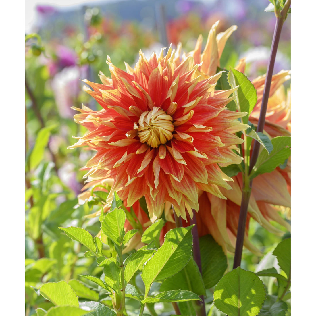Dahlia Autumn Sunburst l Dekorativ 1-pack NYHET
