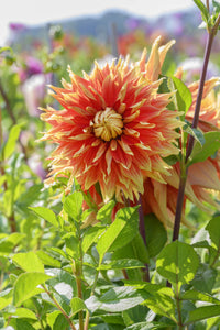 Dahlia Autumn Sunburst l Dekorativ 1-pack NYHET
