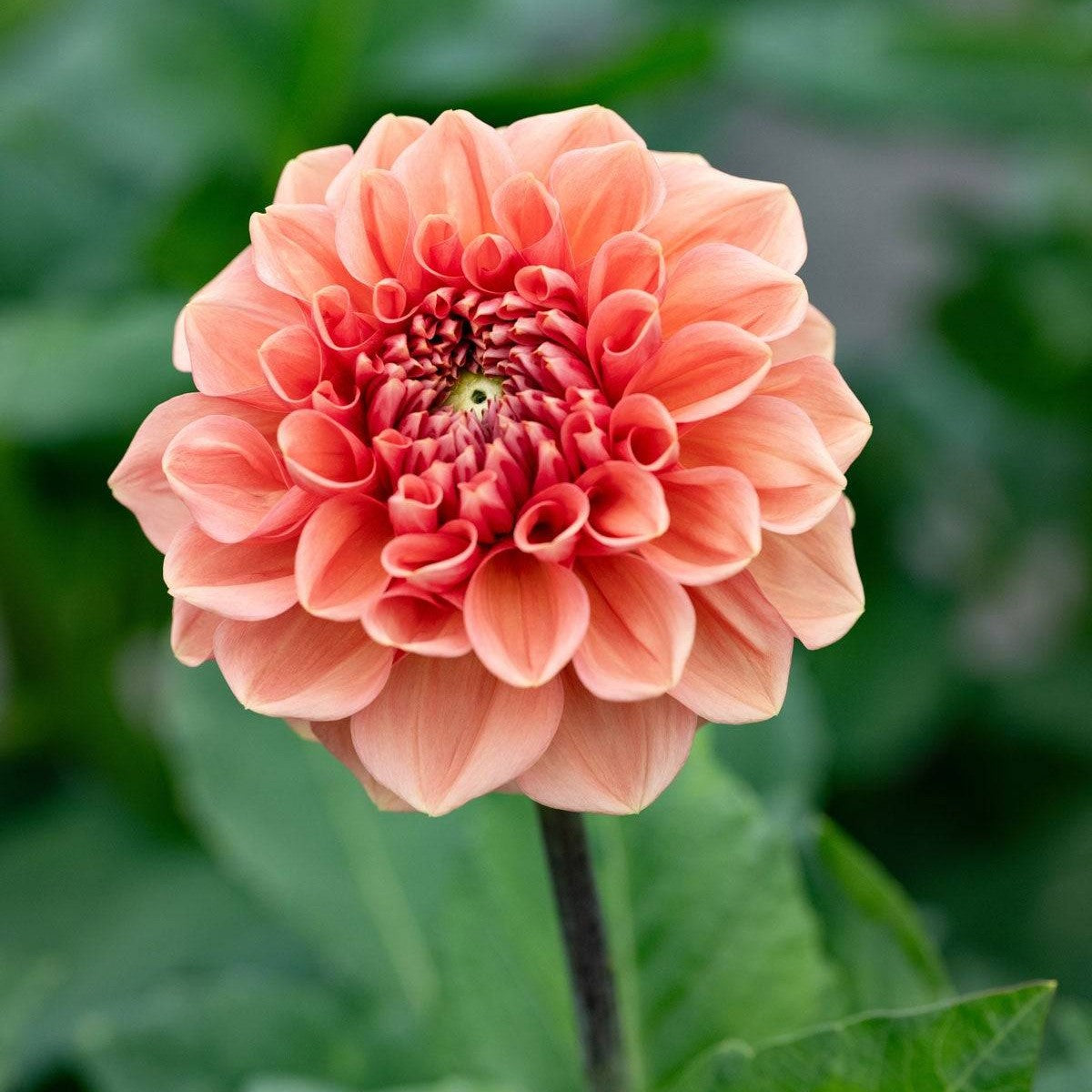 Dahlia Romance Dekorativ 1-pack