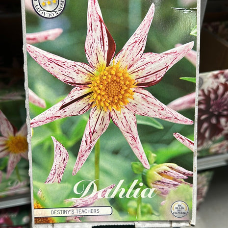 Dahlia Special Destiny's Teacher UUSI