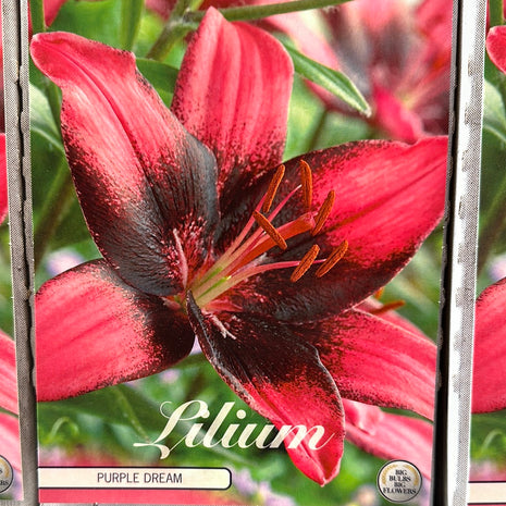 Lily-Lilium 'Purple Dream' 2-pakkaus UUSI