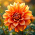 Dahlia Aladdin&