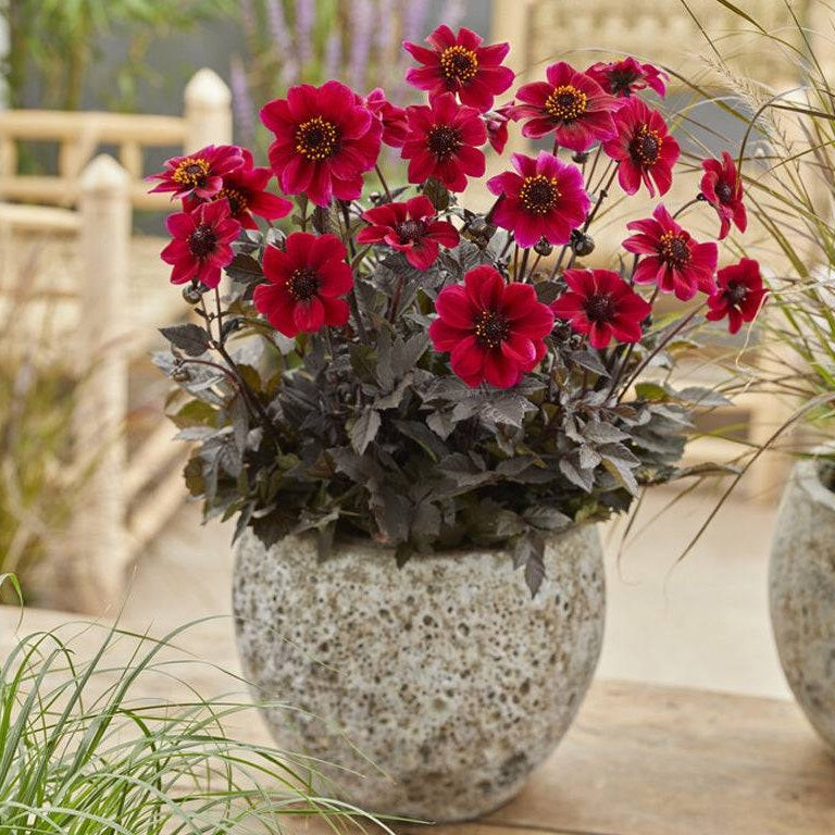 Dahlia Anemon Dracula 1-pack NYHET