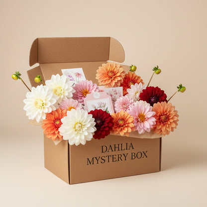 Dahlia Mystery Box (10 dahliaknölar)
