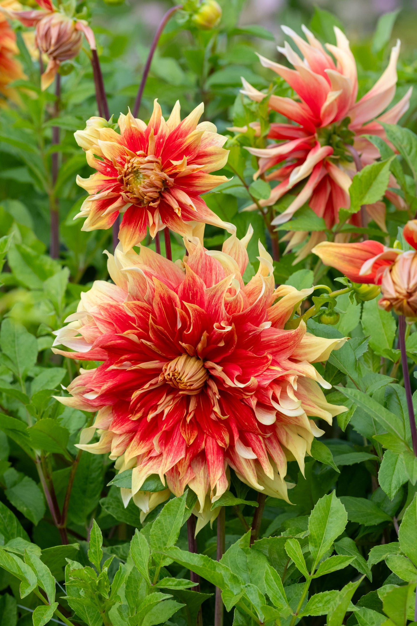 Dahlia Autumn Sunburst l Dekorativ 1-pack NYHET