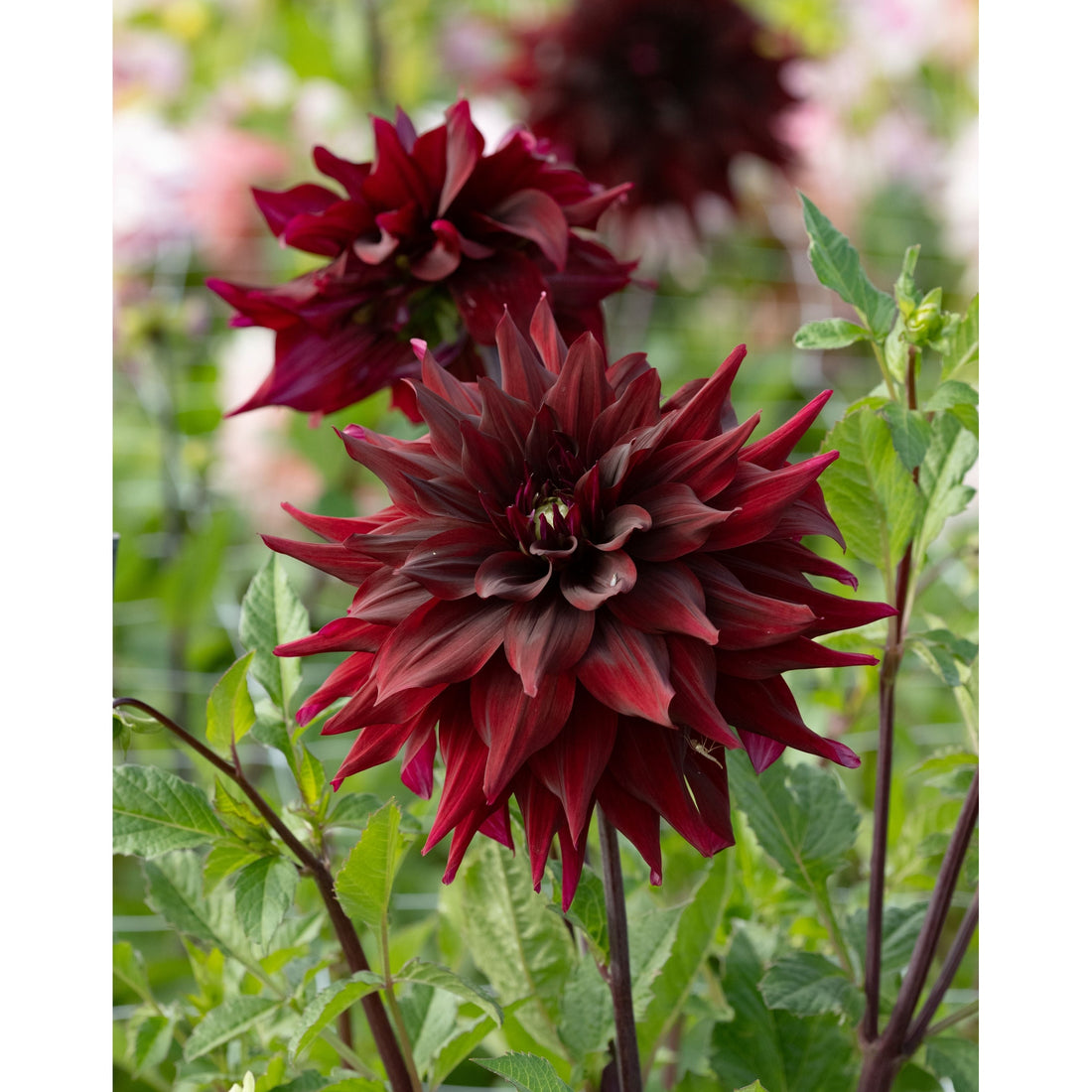 Dahlia Brigitta Alida l  Dekorativ 1-pack NYHET