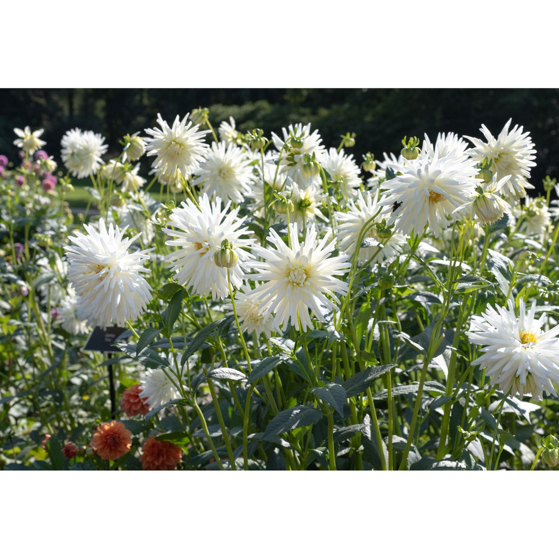 Dahlia Tutu Cactus 1-pack NYHET