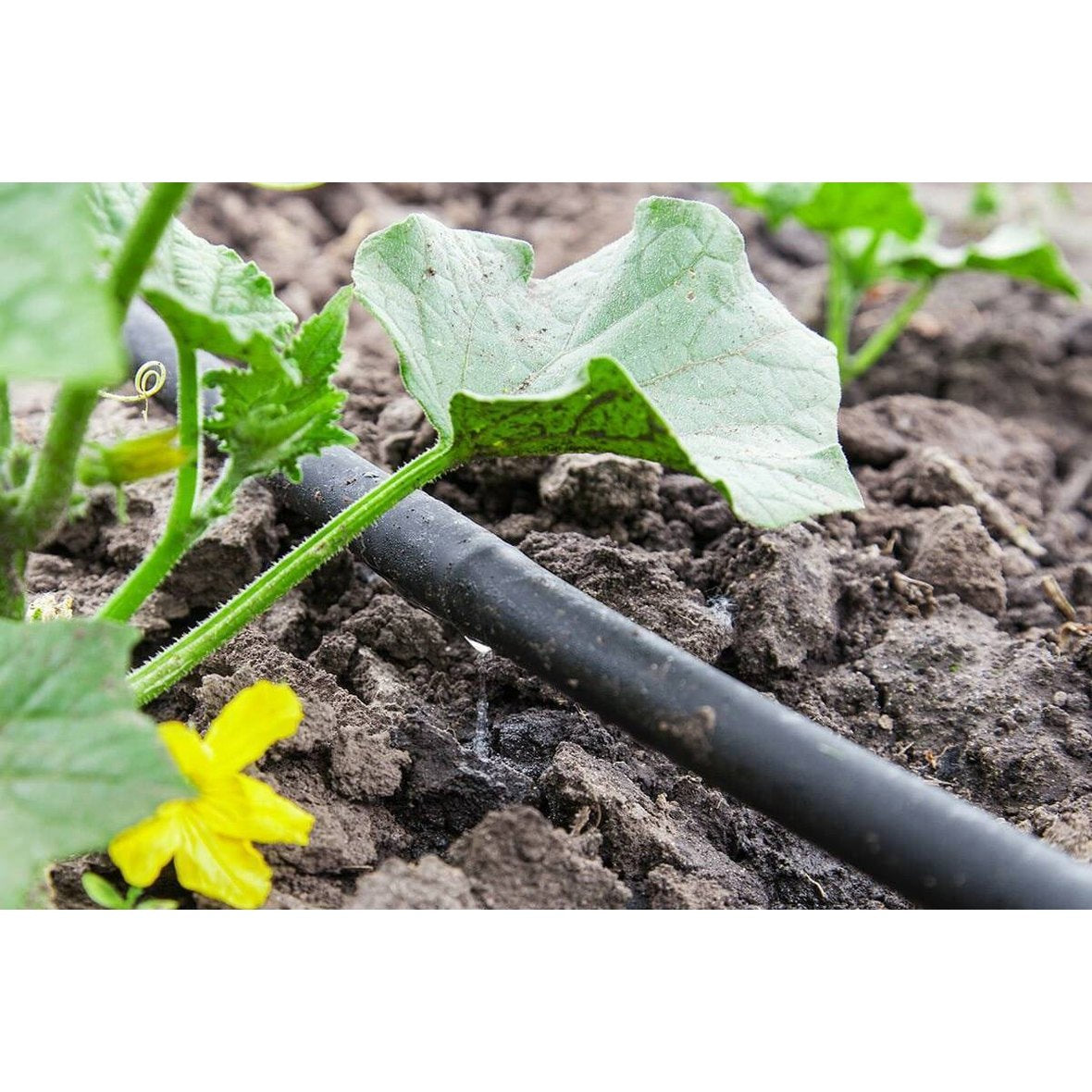 Köp Ecoplant - Startpaket droppslang - Hård slang - 25 meter Thujor.se