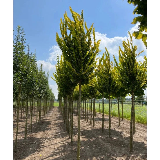 Guldalm - Ulmus hollandica 'Wredei'  - Stammens omkrets 14-16 cm, höjd 3,5-4 meter,  HS,