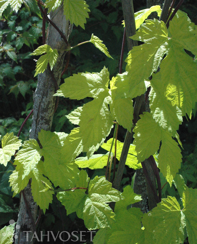 Guldhumla - Humulus lupulus &