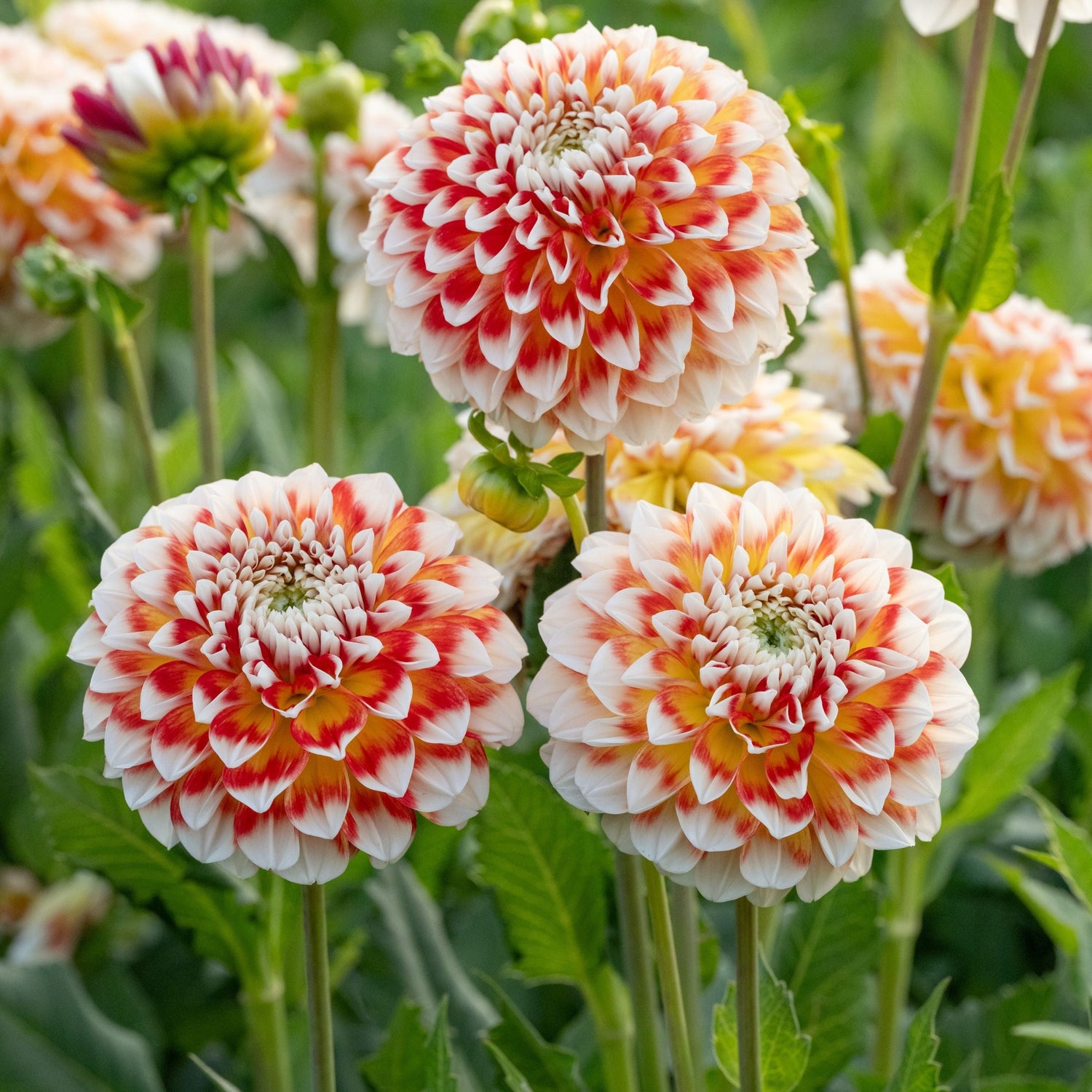 Dahlia Jowey Fantasy Ball 1-pack NYHET
