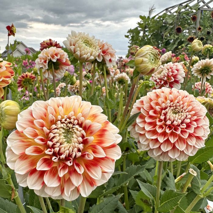 Dahlia Jowey Fantasy Ball 1-pack NYHET