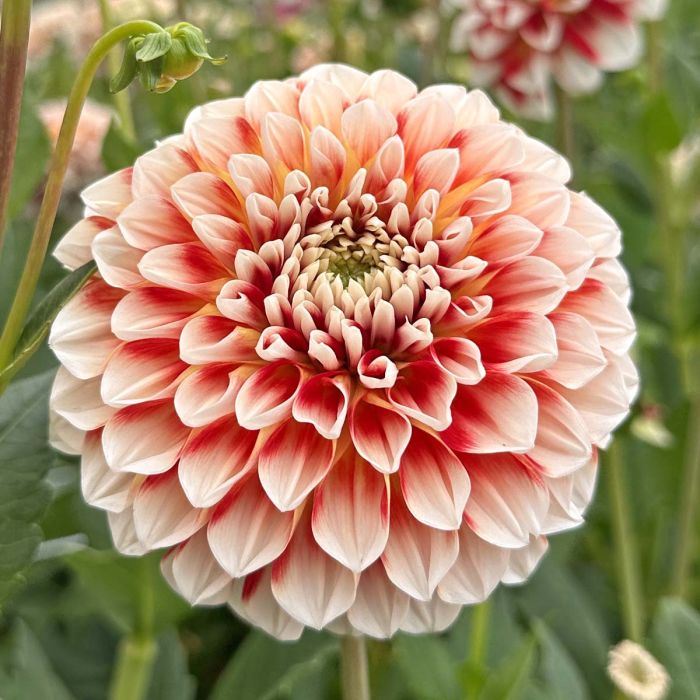 Dahlia Jowey Fantasy Ball 1-pack NYHET