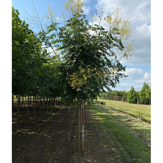 Kinesträd - Koelreuteria paniculata  - Stammens omkrets 16-18 cm, höjd 3,5-4 meter,   HS,