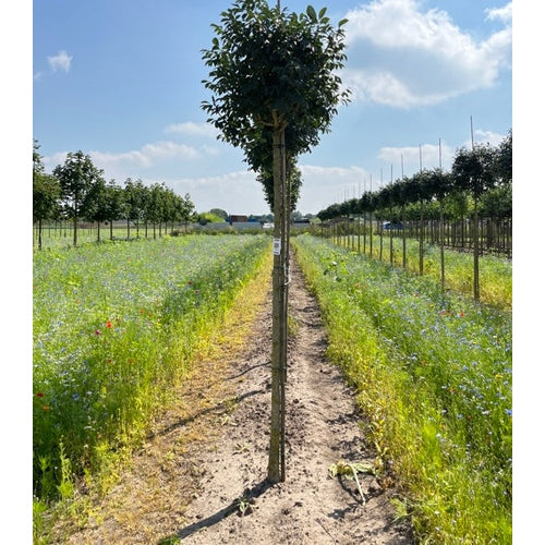 Mannaask - Fraxinus ornus 'Mecsek'  - Stammens omkrets 18-20 cm, höjd 4 +/- meter,   HS,