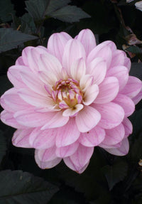 Dahlia Melody Harmony Dekorativ 1-pack NYHET