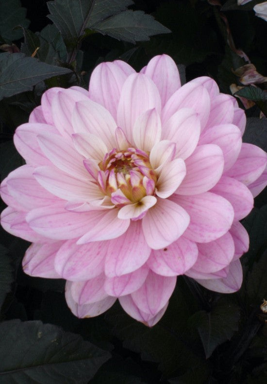 Dahlia Melody Harmony Dekorativ 1-pack NYHET