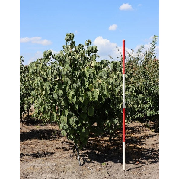 Näsduksträd - Davidia involucrata 175-200 MS
